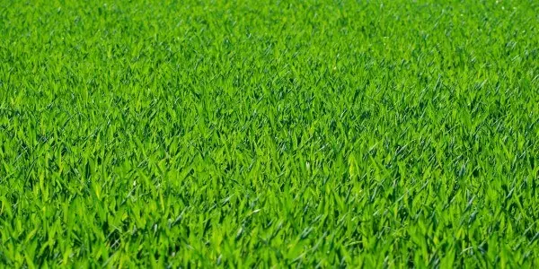 Comment Entretenir un Gazon Verdoyant Tout au Long de l'Année Guide Pratique pour un Jardin Impeccable