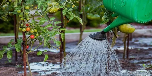 Économiser l’eau au jardin 7 astuces pour un arrosage responsable et efficace