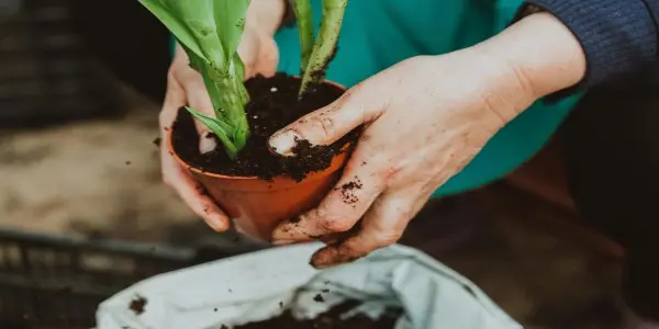 Engrais Naturel vs Engrais Chimique Lequel Choisir pour un Gazon en Pleine Santé