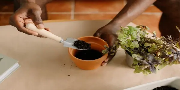 Les Tonnes à Compost les Plus Performantes pour un Jardin Écologique