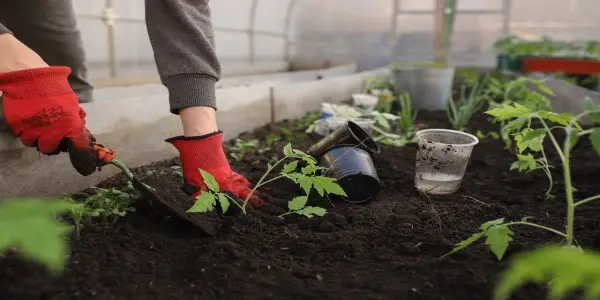 Plantes compagnes Les meilleures associations pour un potager florissant