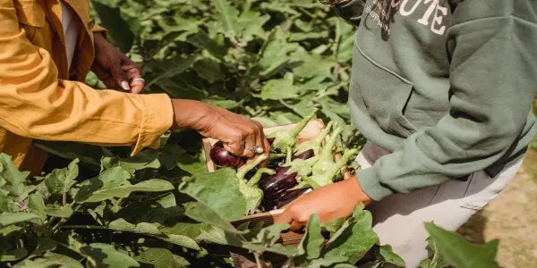 réez Votre Jardin de Plantes Médicinales : Le Guide Ultime (Conseils + Recettes Faciles