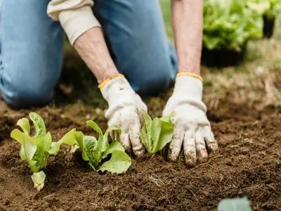 Rotation des Cultures au Potager La Méthode Simple pour un Sol Fertile Toute l’Année