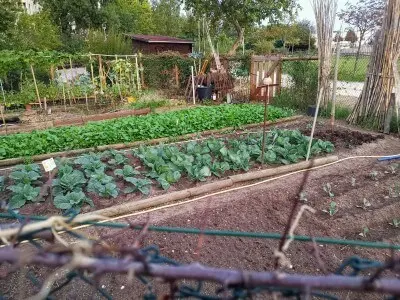 Rotation des Cultures au Potager