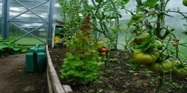 la rotation des cultures au potager