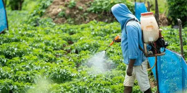 Jardinier utilisant un pulvérisateur à pression dans son jardin verdoyant.